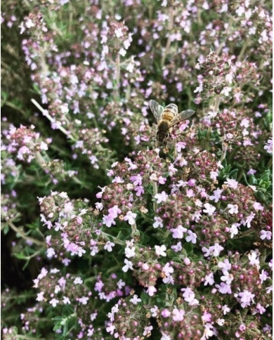 Thym à Thujanol en eau florale Bio Thym à Thujanol en eau florale Bio