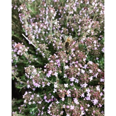 Thym à Thujanol en eau florale Bio Thym à Thujanol en eau florale Bio