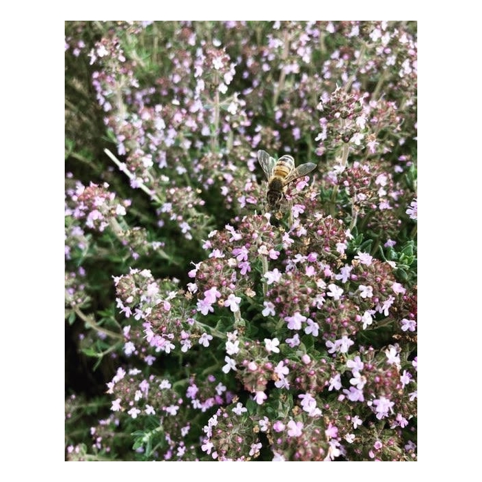 Thym à Thujanol en eau florale Bio