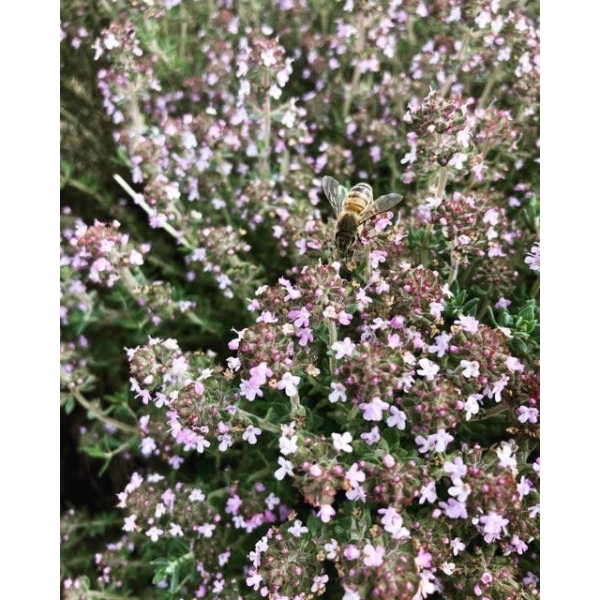 Thym à Thujanol en eau florale Bio