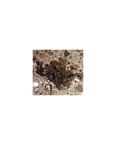Fucus - Varech - Thalle en vrac Fucus - Varech - Thalle en vrac