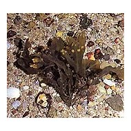 Fucus - Varech - Thalle en vrac