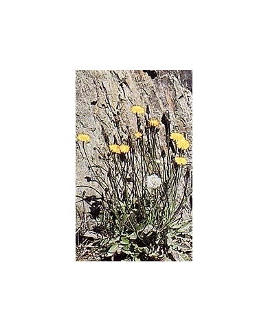 Pissenlit - Fleurs en vrac Pissenlit - Fleurs en vrac