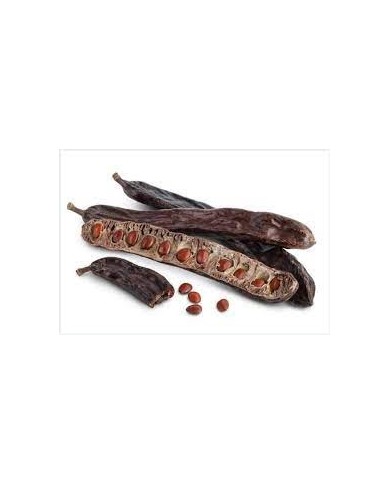 Caroubier fruit en vrac Caroubier fruit en vrac