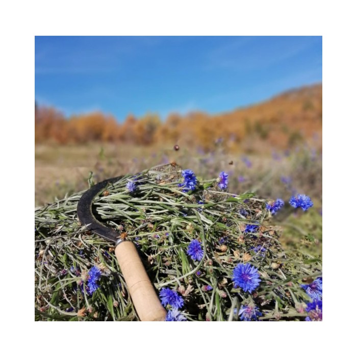 Bleuet en eau florale Bio