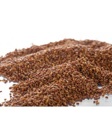 Alfalfa - Semences en vrac Alfalfa - Semences en vrac