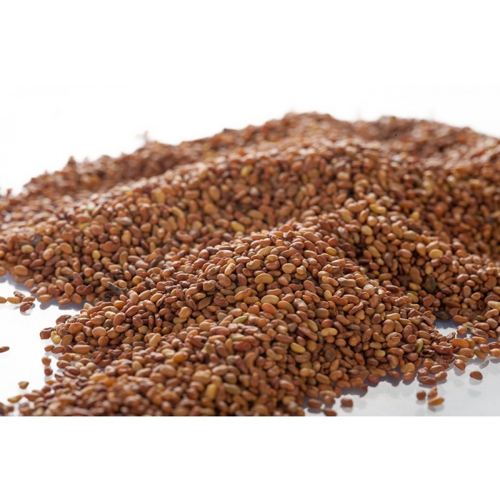 Alfalfa - Semences en vrac