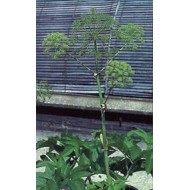 Angélique - Racines en vrac