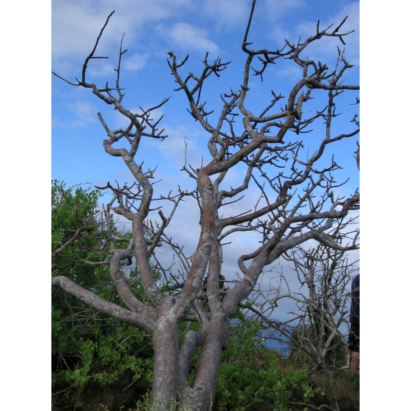 Huile essentielle de Palo Santo (bois sacré)