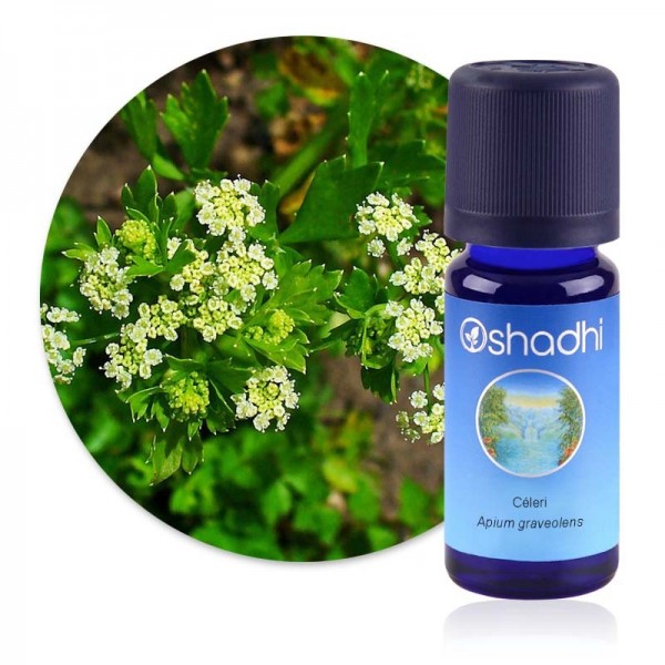 Huile Essentielle de Céleri