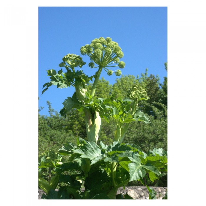 Angélique extrait hydroalcoolique Bio