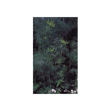 Aneth - Fruit en vrac