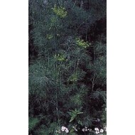 Aneth - Fruit en vrac