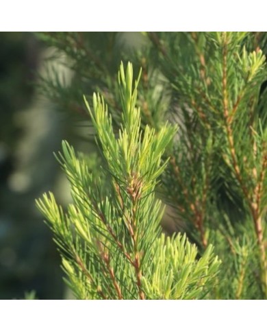 Tea tree en eau florale Natures et Progres Tea tree en eau florale Natures et Progres