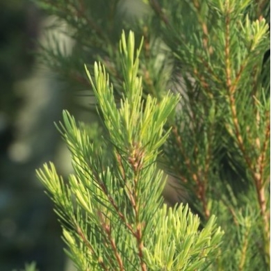 Tea tree en eau florale Natures et Progres