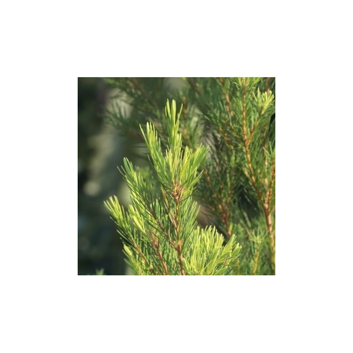 Tea tree en eau florale Natures et Progres