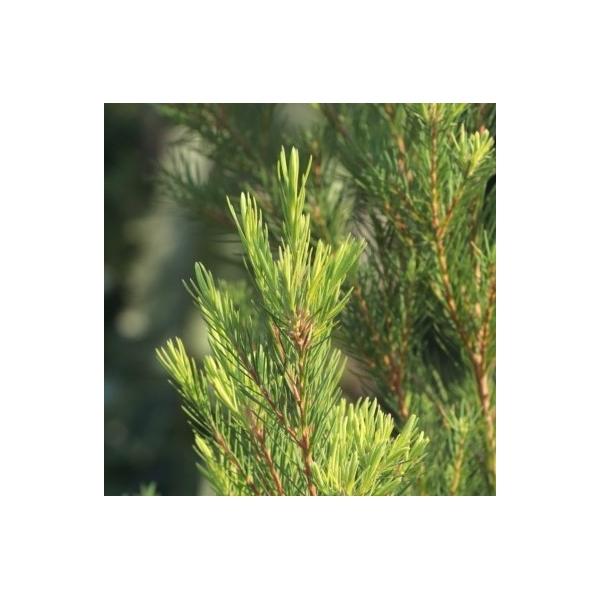 Tea tree en eau florale Natures et Progres