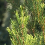 Tea tree en eau florale Natures et Progres