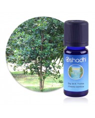 Criste Marine en huile essentielle Bio Criste Marine en huile essentielle Bio