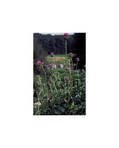 Chardon marie  - Fruit en vrac Chardon marie  - Fruit en vrac