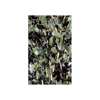 Bouleau - Ecorces en vrac Bouleau - Ecorces en vrac