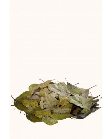 Ravintsara en feuilles Ravintsara en feuilles