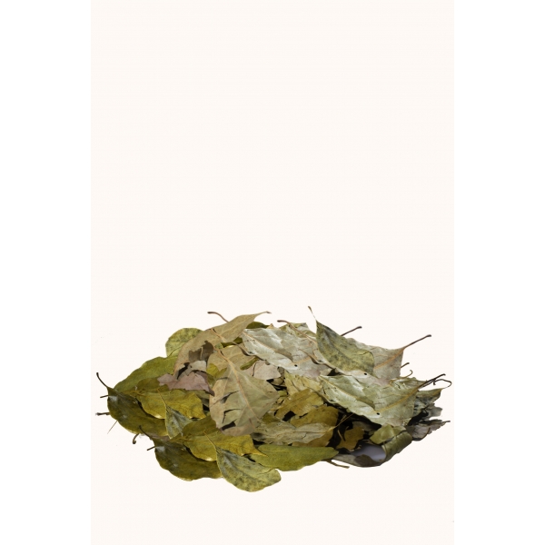 Ravintsara en feuilles