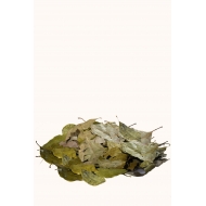 Ravintsara en feuilles Ravintsara en feuilles