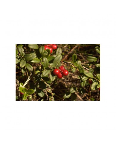 Airelle rouge bourgeons en liquide Bio Airelle rouge bourgeons en liquide Bio