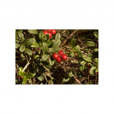 Airelle rouge bourgeons en liquide Bio Airelle rouge bourgeons en liquide Bio