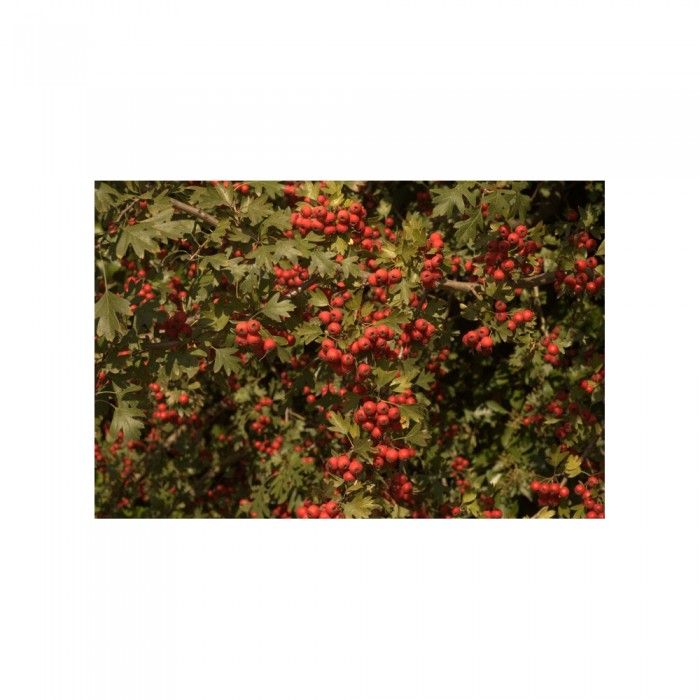 Aubépine Bourgeon Bio - Gemmothérapie sans alcool