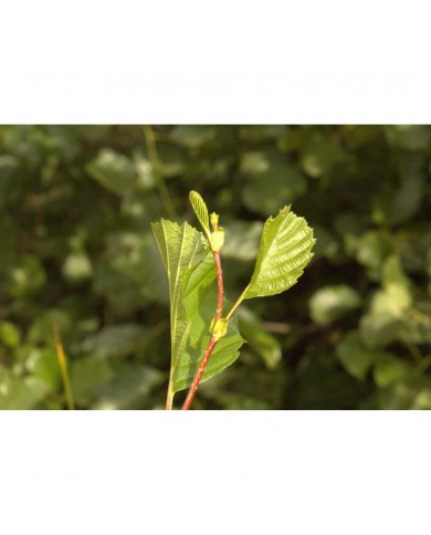 Aulne glutineux bourgeons en liquide sans alcool Bio Aulne glutineux bourgeons en liquide sans alcool Bio
