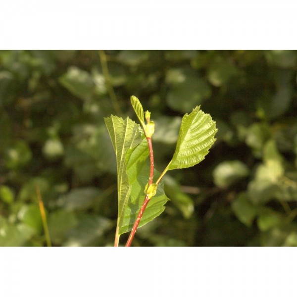 Aulne glutineux bourgeons en liquide sans alcool Bio