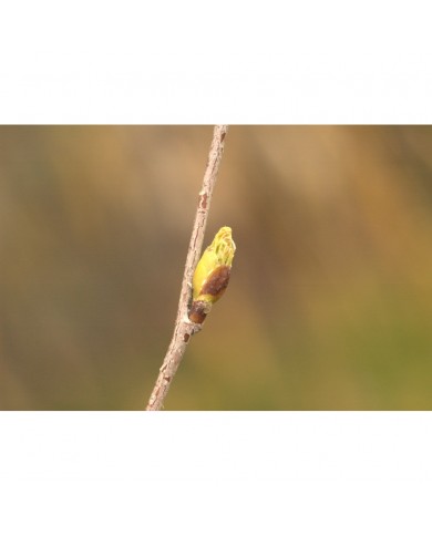 Bouleau verruqueux bourgeons sans alcool Bio Bouleau verruqueux bourgeons sans alcool Bio