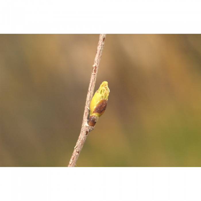 Bouleau verruqueux bourgeons sans alcool Bio