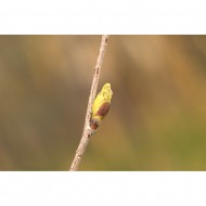 Bouleau verruqueux bourgeons sans alcool Bio Bouleau verruqueux bourgeons sans alcool Bio