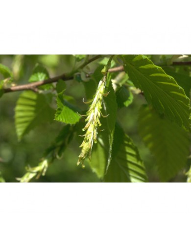 Charme bourgeons en liquide Bio Charme bourgeons en liquide Bio