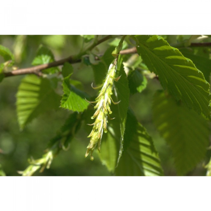 Charme bourgeons en liquide Bio