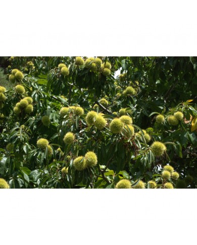 Châtaignier bourgeons en liquide sans alcool Bio Châtaignier bourgeons en liquide sans alcool Bio