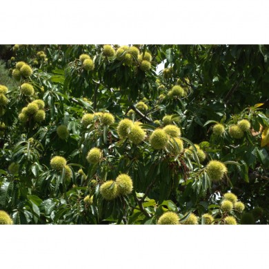 Châtaignier bourgeons en liquide sans alcool Bio Châtaignier bourgeons en liquide sans alcool Bio