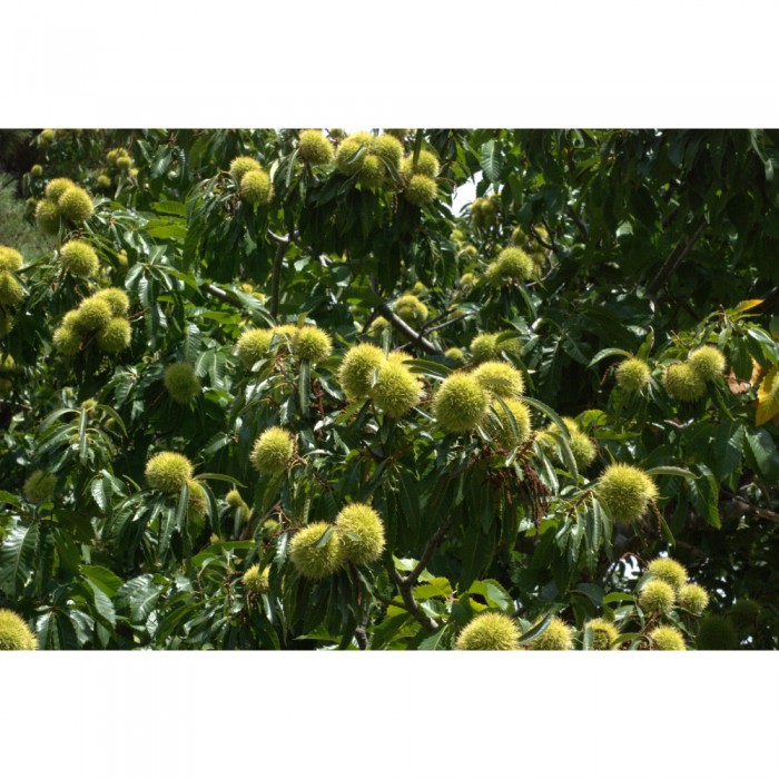 Châtaignier bourgeons en liquide sans alcool Bio