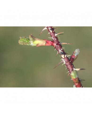 Eglantier bourgeons en liquide sans alcool Bio Eglantier bourgeons en liquide sans alcool Bio