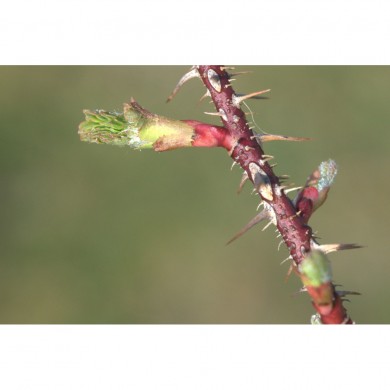 Eglantier bourgeons en liquide sans alcool Bio Eglantier bourgeons en liquide sans alcool Bio