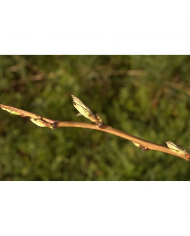Framboisier bourgeons en liquide sans alcool Bio Framboisier bourgeons en liquide sans alcool Bio