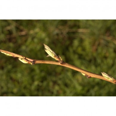 Framboisier bourgeons en liquide sans alcool Bio Framboisier bourgeons en liquide sans alcool Bio