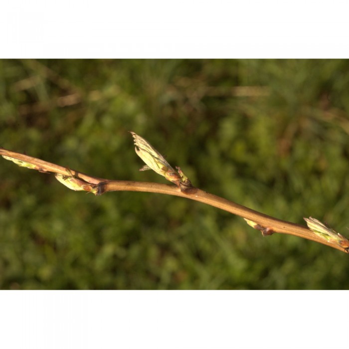 Framboisier bourgeons en liquide sans alcool Bio