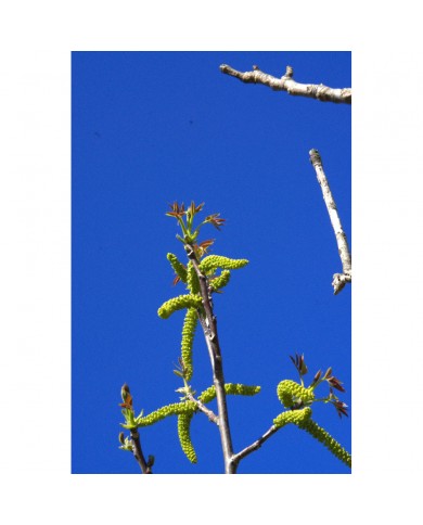 Noyer bourgeons en liquide sans alcool Bio Noyer bourgeons en liquide sans alcool Bio