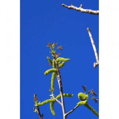 Noyer bourgeons en liquide sans alcool Bio Noyer bourgeons en liquide sans alcool Bio