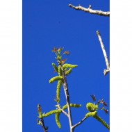 Noyer bourgeons en liquide sans alcool Bio Noyer bourgeons en liquide sans alcool Bio