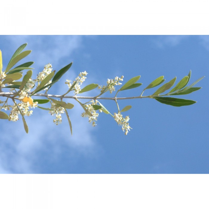 Olivier bourgeons en liquide sans alcool Bio